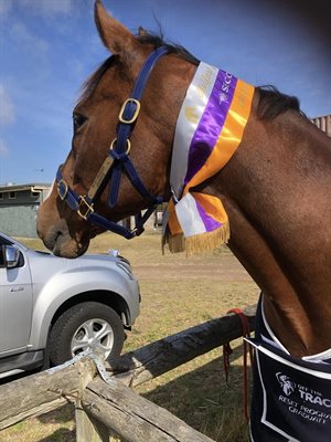 Roy has found success in the dressage arena despite his age. Image: Helen Clark.