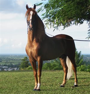A Paso Fino stallion.