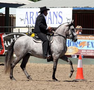 A Paso Fino under saddle.