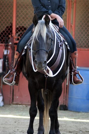 A Rocky Mountain Horse under saddle. (No credit needed)