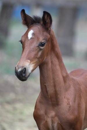 A horse's expression is of the utmost importance © Roger Fitzhardinge