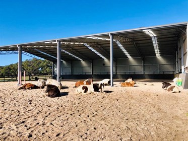 ABC Sheds - Eureka Horse Wisdom