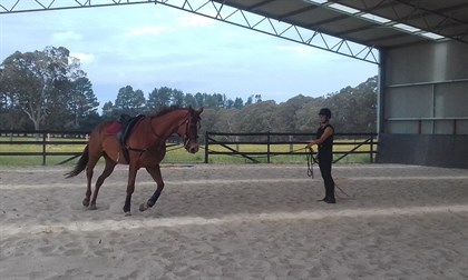 ABC Sheds - Eureka Horse Wisdom