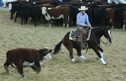 Abe competing in the cutting pen