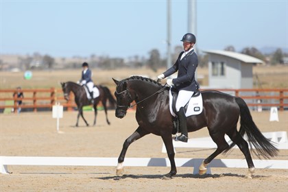 Asterix, a Novice winner for Robert Schmerglatt. © Roger Fitzhardinge