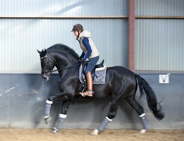 Briana Burgess riding the 2018 Bundeschampionate 4-year-old winner, Dante Quando, owned by Ellanbrae, in the Everest R by Custom Saddles