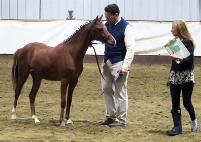 Cappellanti's Ch. Model Dressage Pony: Exeter Erebor, 2018 Parbred Welsh gelding