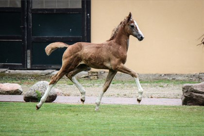 Chestnut foal.