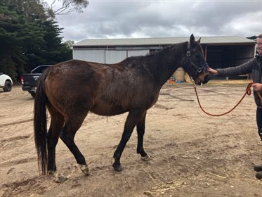 Con when he arrived at Abey Performance Horses