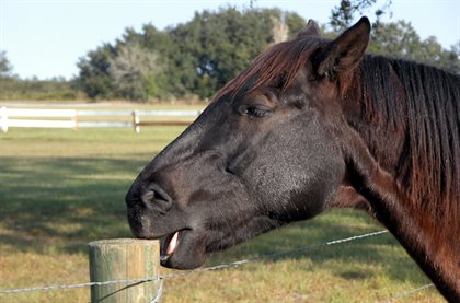 Crib biting horse.