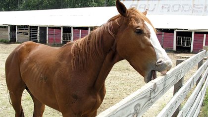 Crib biting horses often cause damage to fencing.