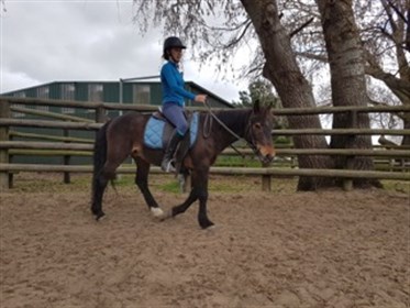 Cues learnt on the ground translate to the saddle