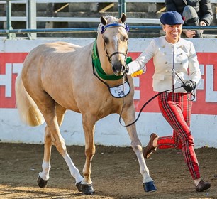 Equilume palomino