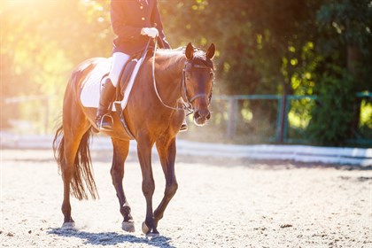 Happy horse on loose rein.