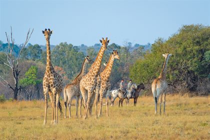 Horizon Horseback, South Africa.