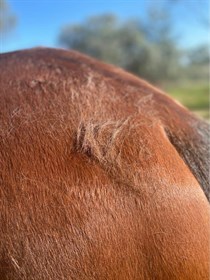 Horse shedding coat
