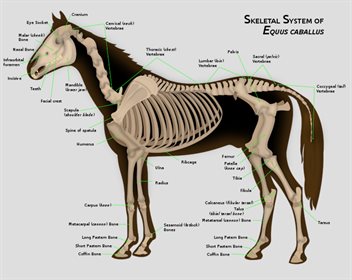 Horse skeleton