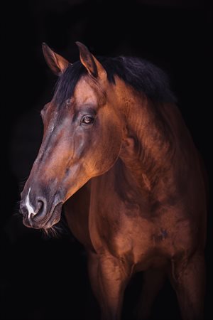 Horse.