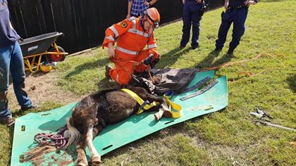 Jasper was sedated and pulled under the house using a plastic sheet. Credit NSW SES Hawkesbury Unit