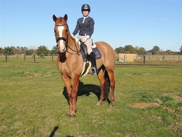 Joanna Barry - Boutique Equines competition