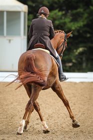 Kerry Mack riding Mayfield Limelight in the Grand Prix test. © Michelle Terlato Photography