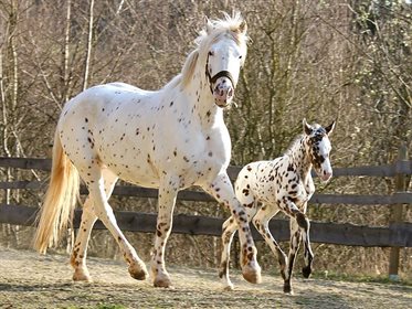 Knabstrupper mare and foal.