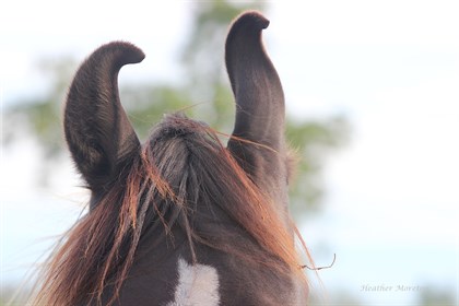Marwari curly ears