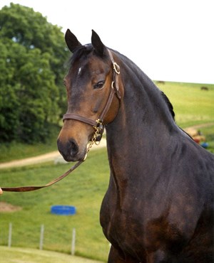 Morgan horse - Labelled for reuse