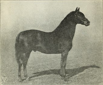 Morgan horse. © "Breeding Morgan horses at the U.S. Morgan Horse Farm" (1923)