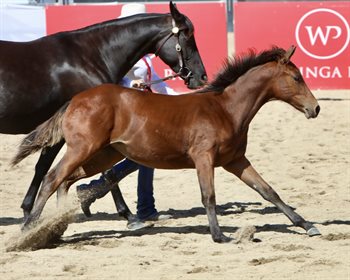 Rosebrook Rihanna and Convoy foal sold for $56,000