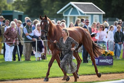 Sammi Birch in the trot up with Finduss PFB. © Michelle Terlato Photography