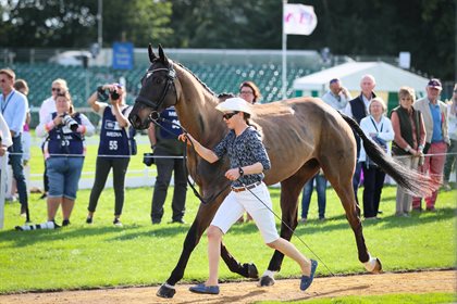 Sarah Clark with LV Balou Jeanz at the trot up. © Michelle Terlato Photography