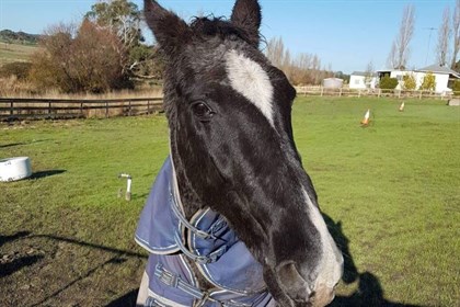 Shadow looking good this morning after being rescues © ABC News