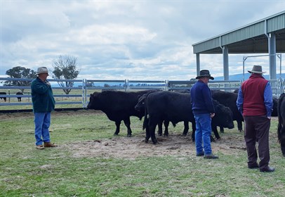 TLC Beef Week