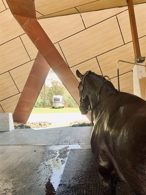 Taitti enjoying Willinga Park's stunning architecture