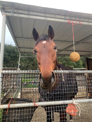 Thankfully, Monty’s recovery from the second surgery has been uneventful © UC Davis School of Veterinary Medicine