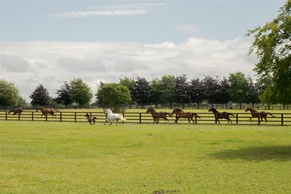 The Connemara ponies racing against their famous neighbours – Hurricane Fly, Faugheen, Beef or Salmon, Hardy Eustace and Kicking King.