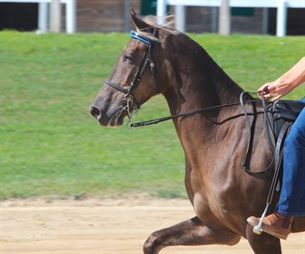 The Rocky Mountain Horse is known for its single foot gait.