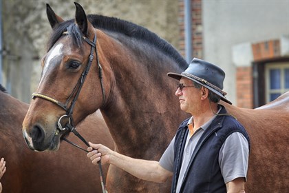 The large, heavy breeds that we see today were bred for their strength, size and laid back attitude making them perfect for heavy types of labour