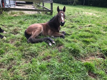 The little filly enjoying time outside in between the Irish showers. © Paula Cullen Paulank Sport Horses