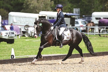 The stunning EPH California © Evans Performance Horses