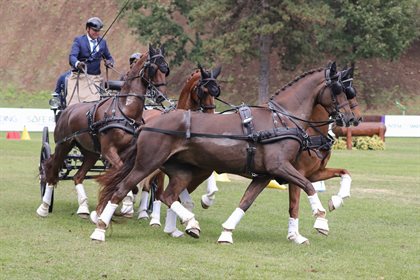 Tor Van Den Berge also competed at the Championship event, making his FEI World Championships Four-In-Hand debut. © Krisztina Horvath - Hoefnet