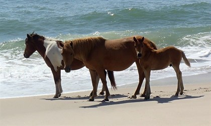 Wild horses enjoying the beach.