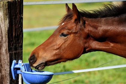 Yearling - Labelled for reuse