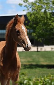 foal auction