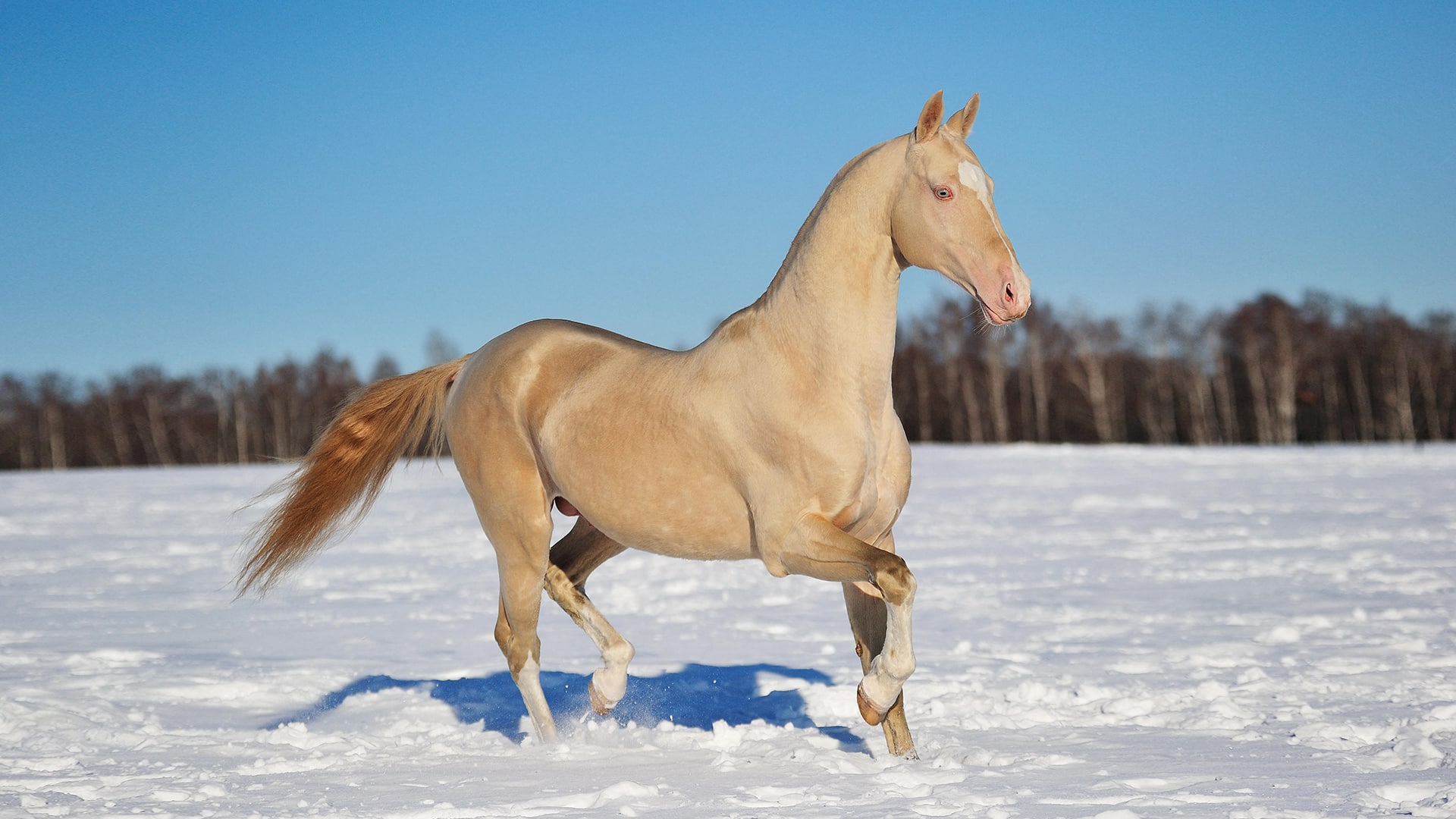 THE AKHAL-TEKE: BORN TO ENDURE