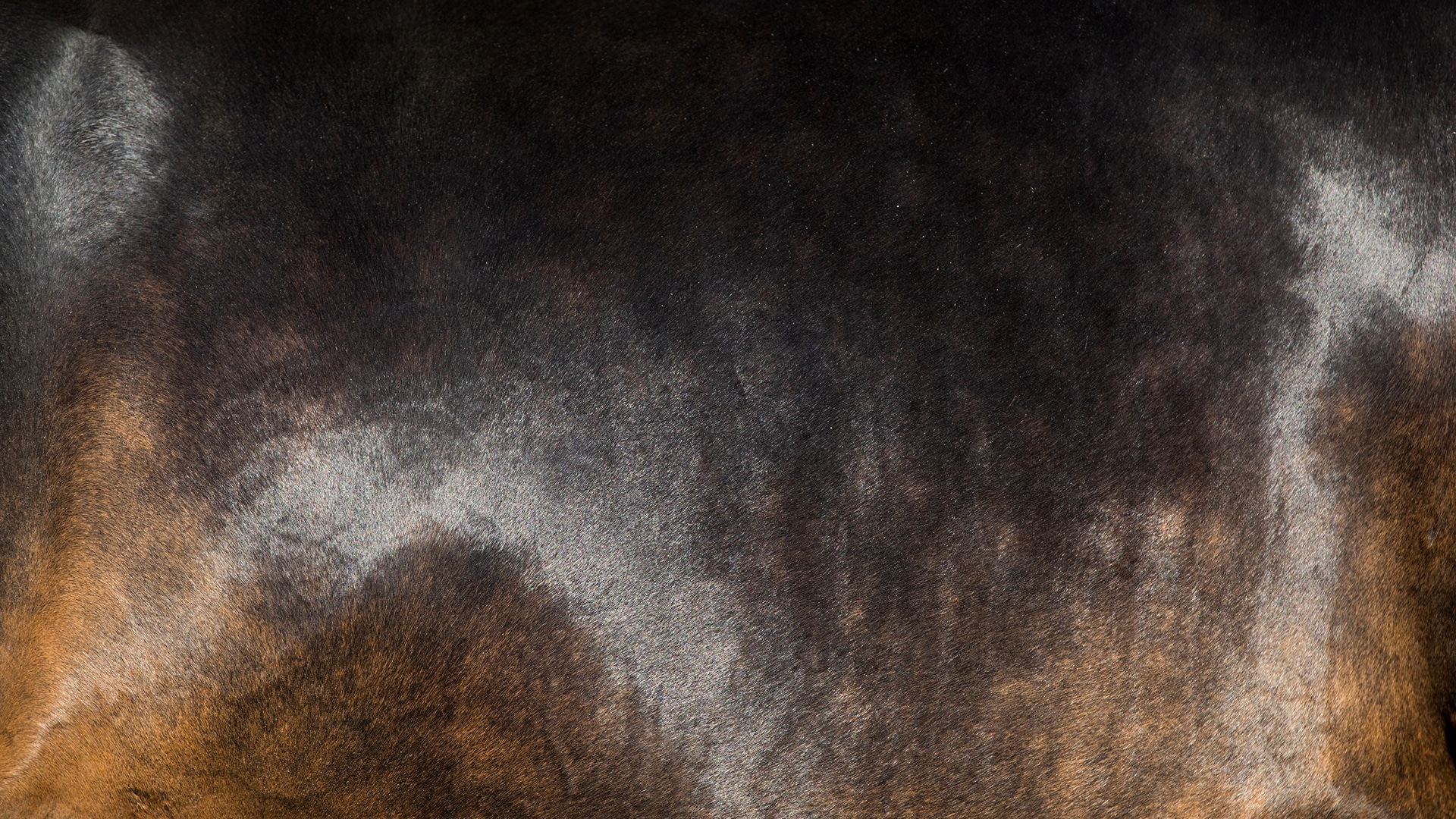 FROM ‘NAUGHTY’ TO NOT WELL: THE CHANGING PERCEPTIONS OF EQUINE GUT HEALTH
