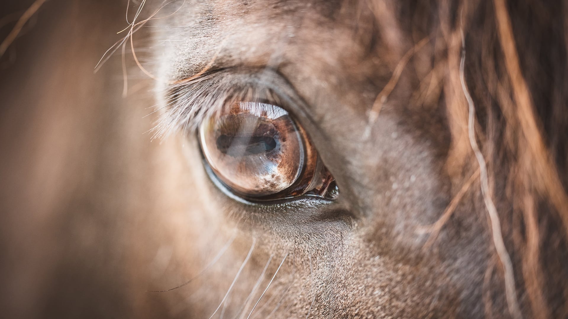 KEEP A CLOSE EYE ON YOUR HORSE’S EYES